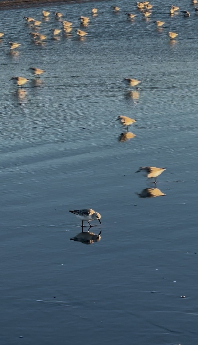 Ak Kumkuşu - ML644558220