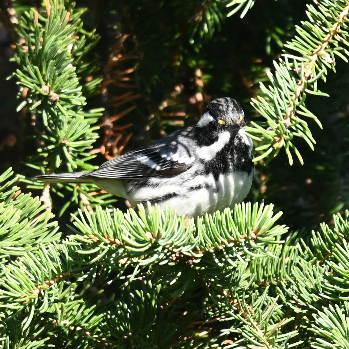 gråparula - ML644558221