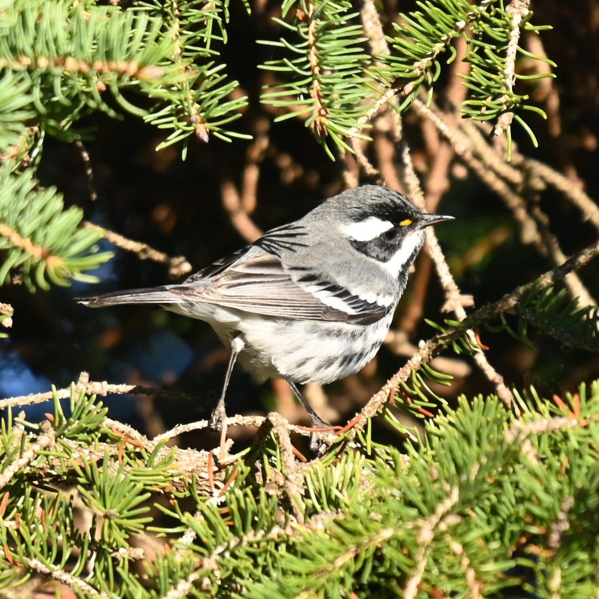 gråparula - ML644558222