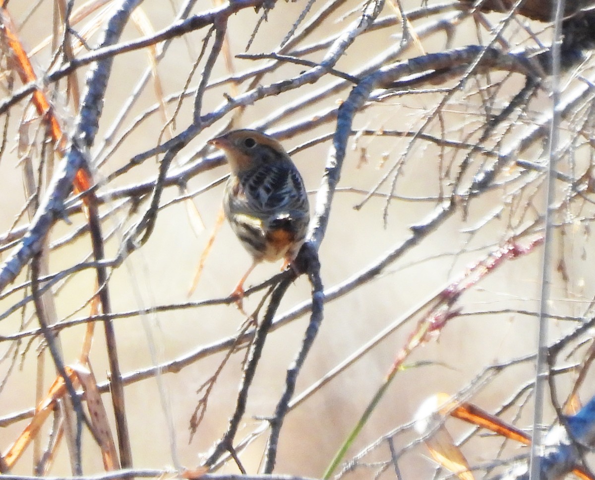 LeConte's Sparrow - ML644558239