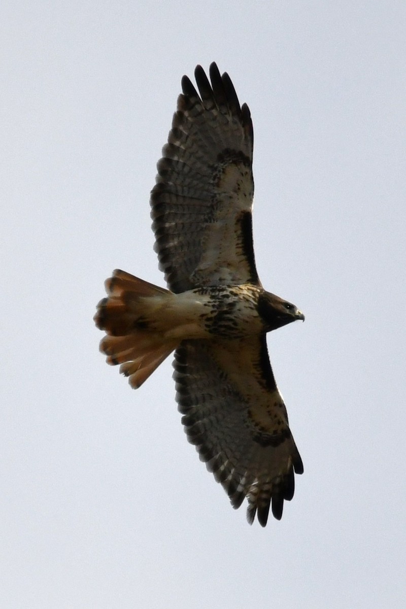 Busardo Colirrojo (abieticola) - ML644558240