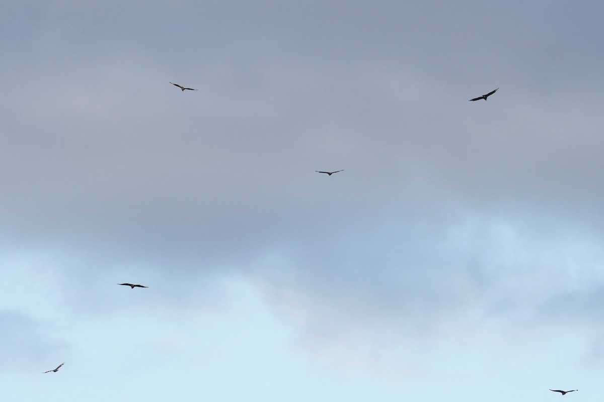 Urubu noir - ML644558241