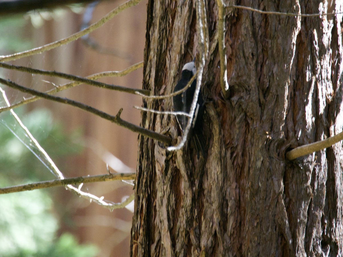 hvithodespett - ML644558244