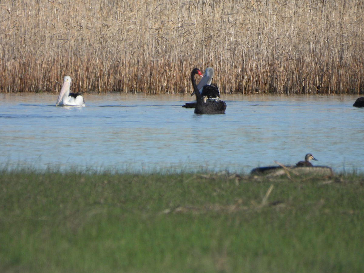 Australian Pelican - ML644558246