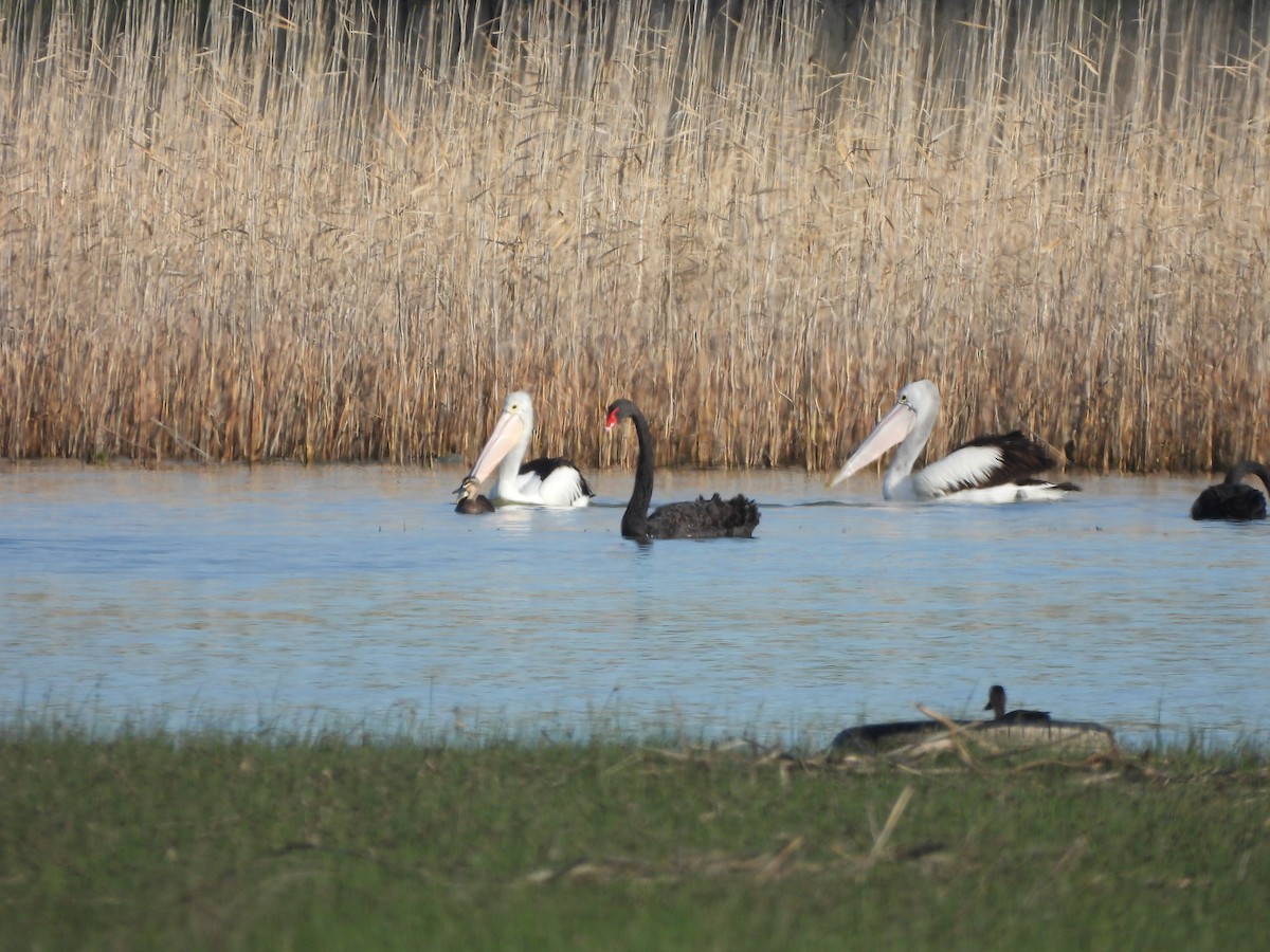 Australian Pelican - ML644558247