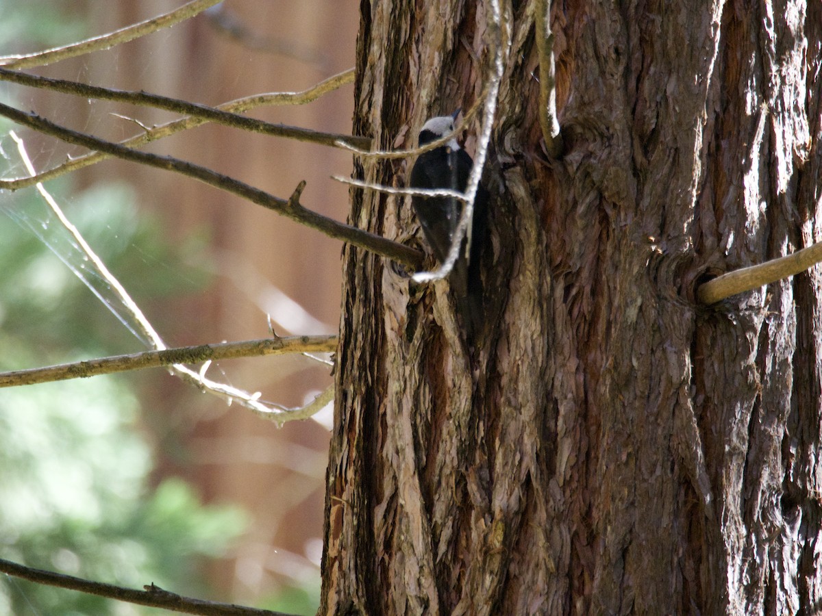 hvithodespett - ML644558248