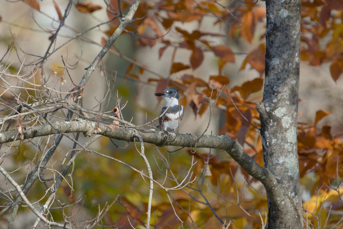 Belted Kingfisher - ML644558251