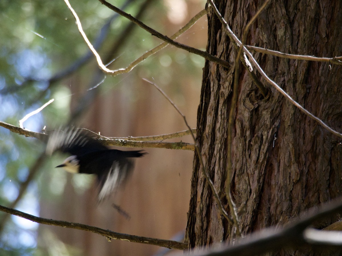 hvithodespett - ML644558252