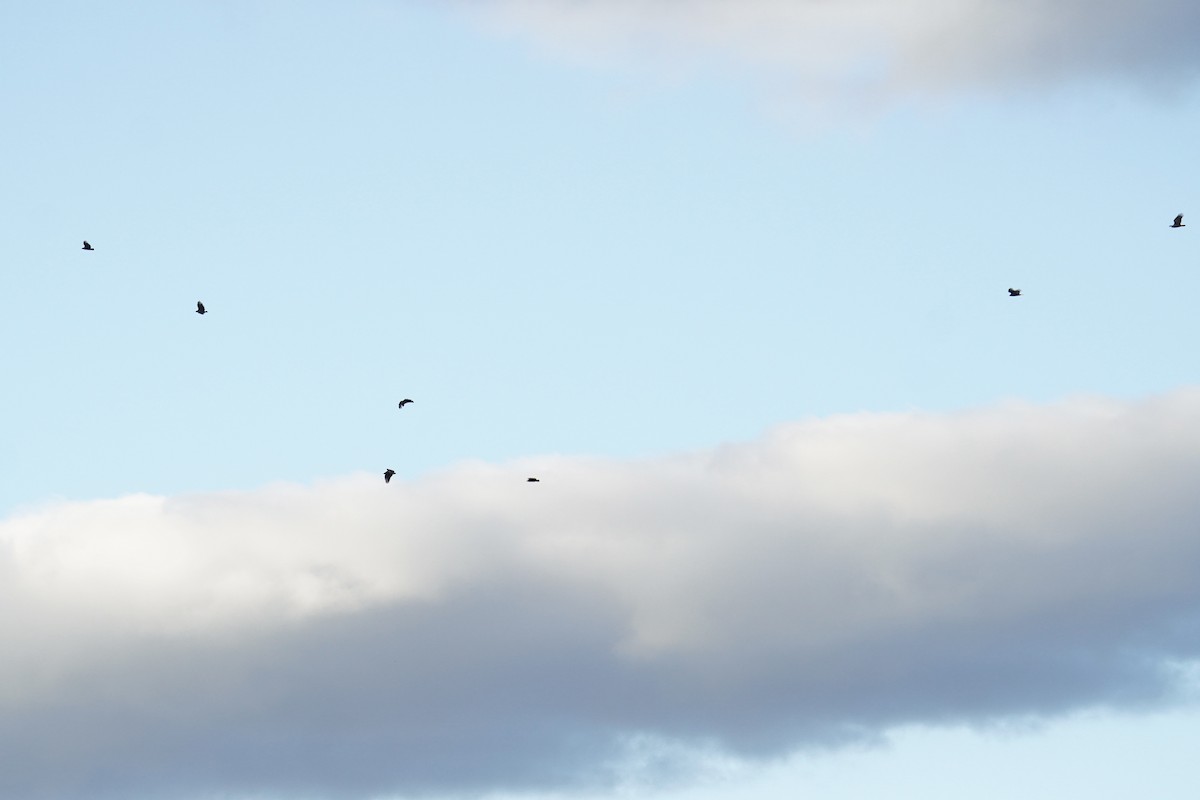 Urubu noir - ML644558253