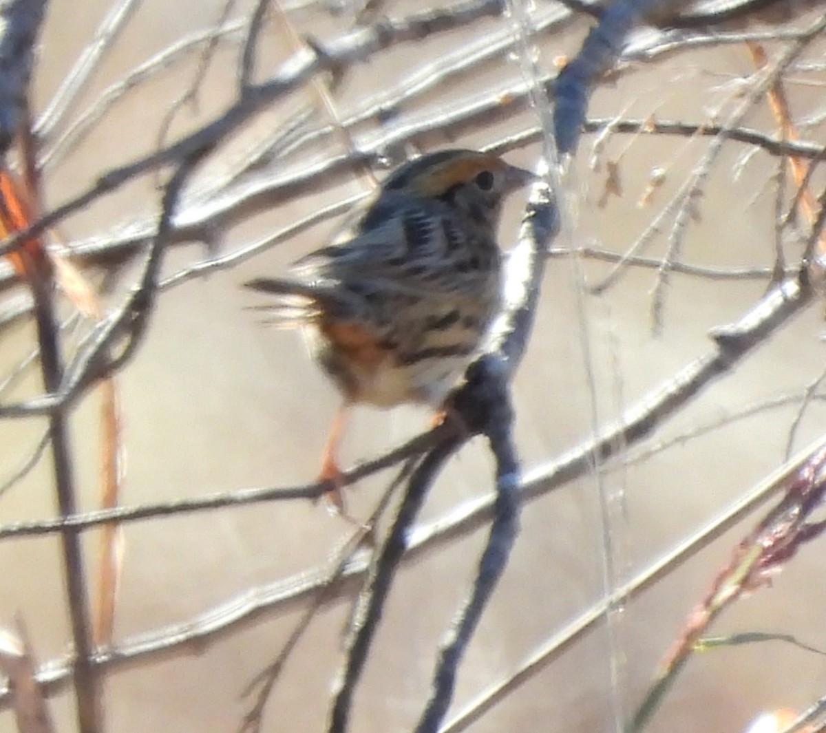 LeConte's Sparrow - ML644558256