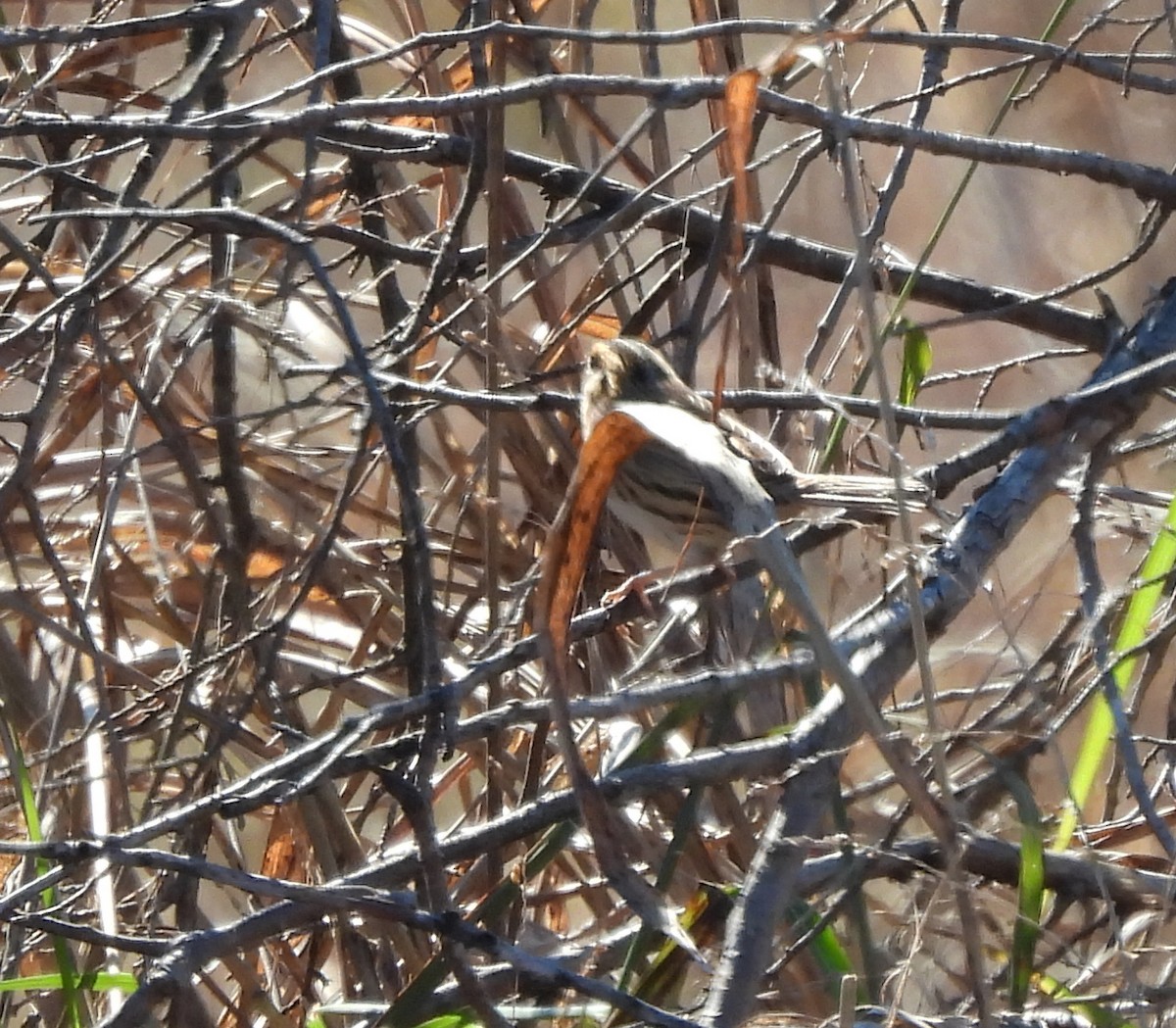 LeConte's Sparrow - ML644558258