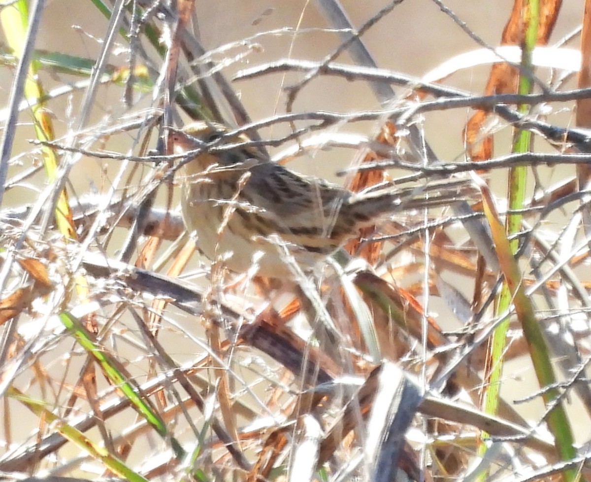 LeConte's Sparrow - ML644558259