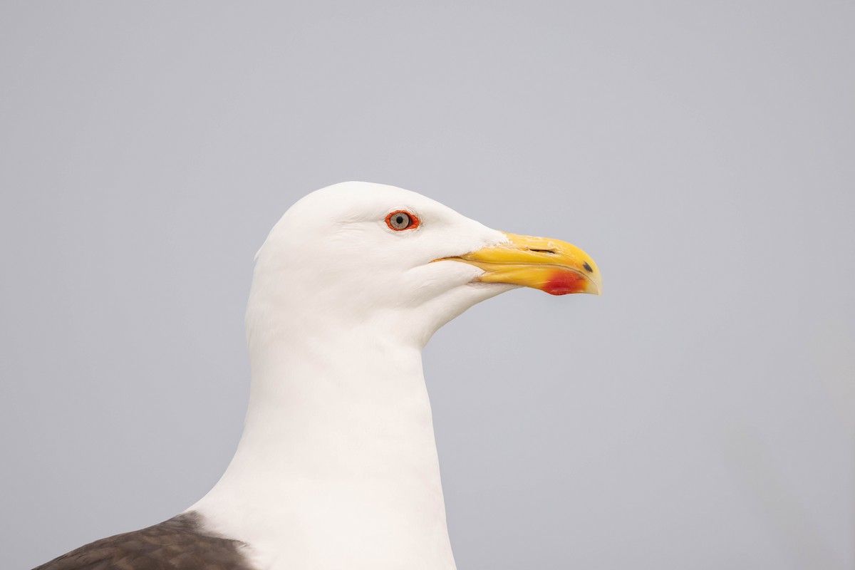 Gavión Atlántico - ML644558264