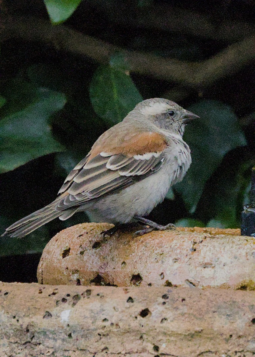 Cape Sparrow - ML644558267