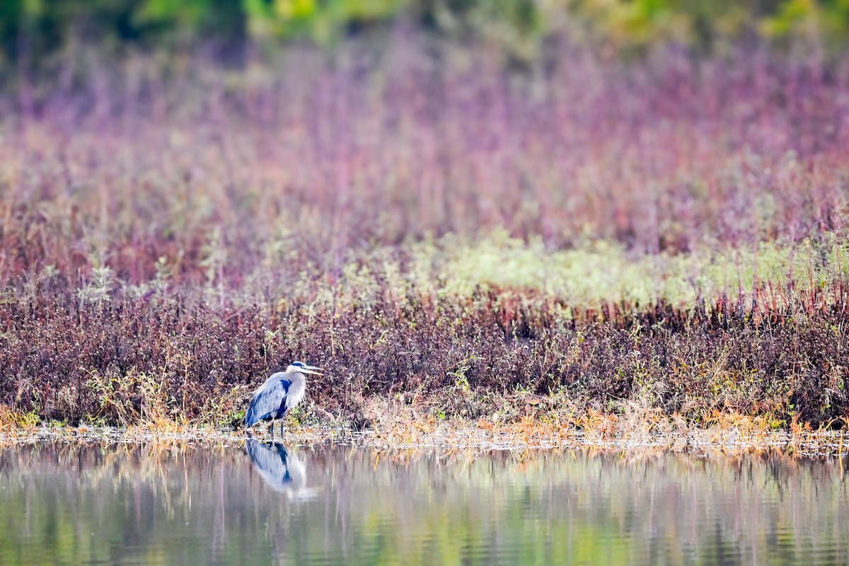 Great Blue Heron - ML644558270