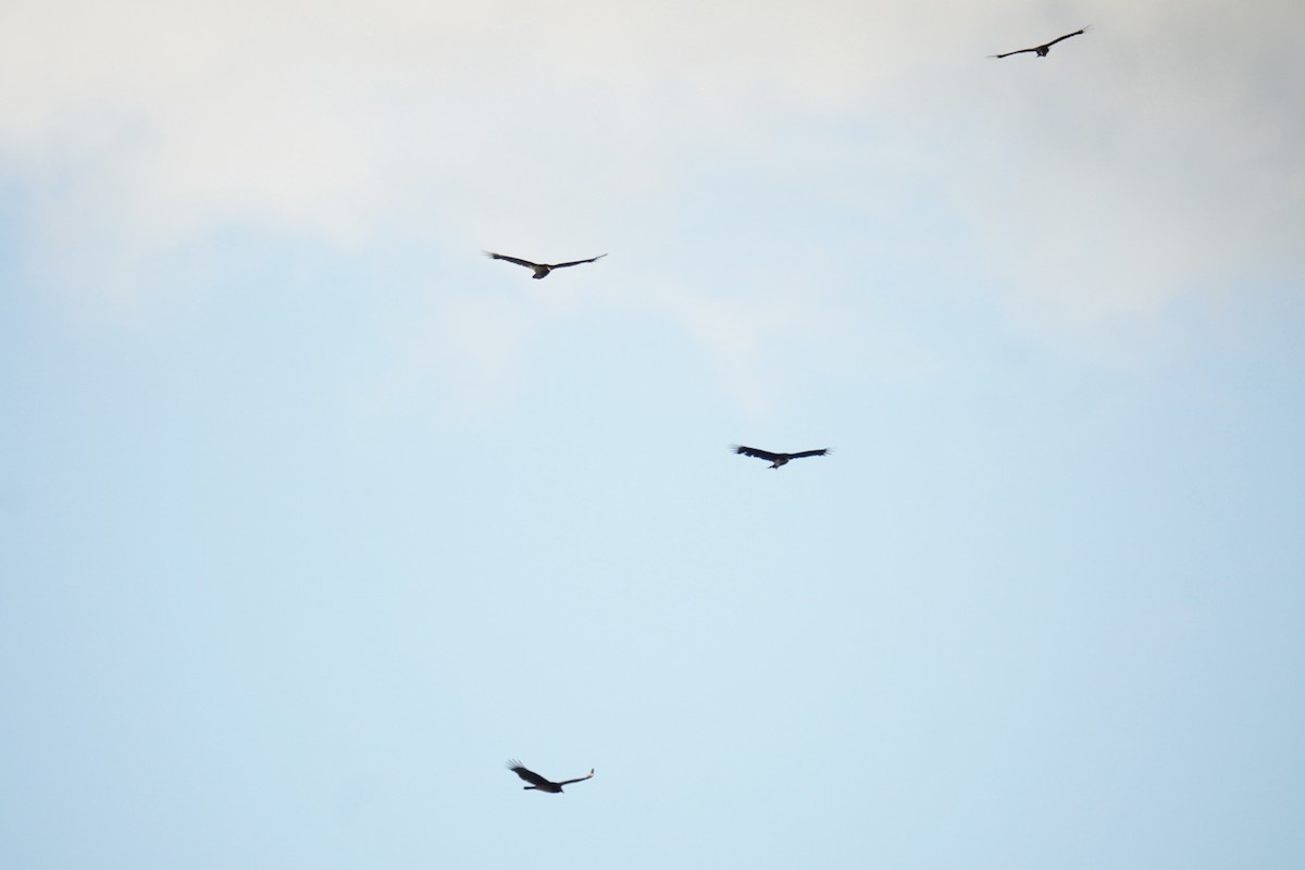 Urubu noir - ML644558273