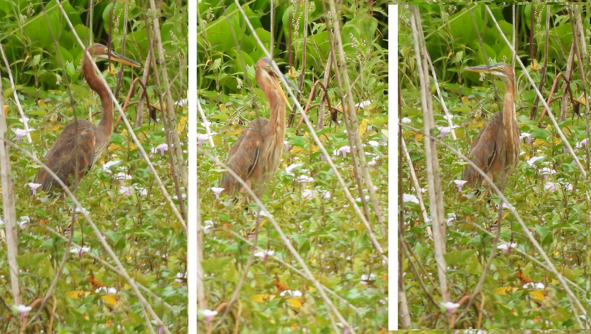 ムラサキサギ - ML644558275