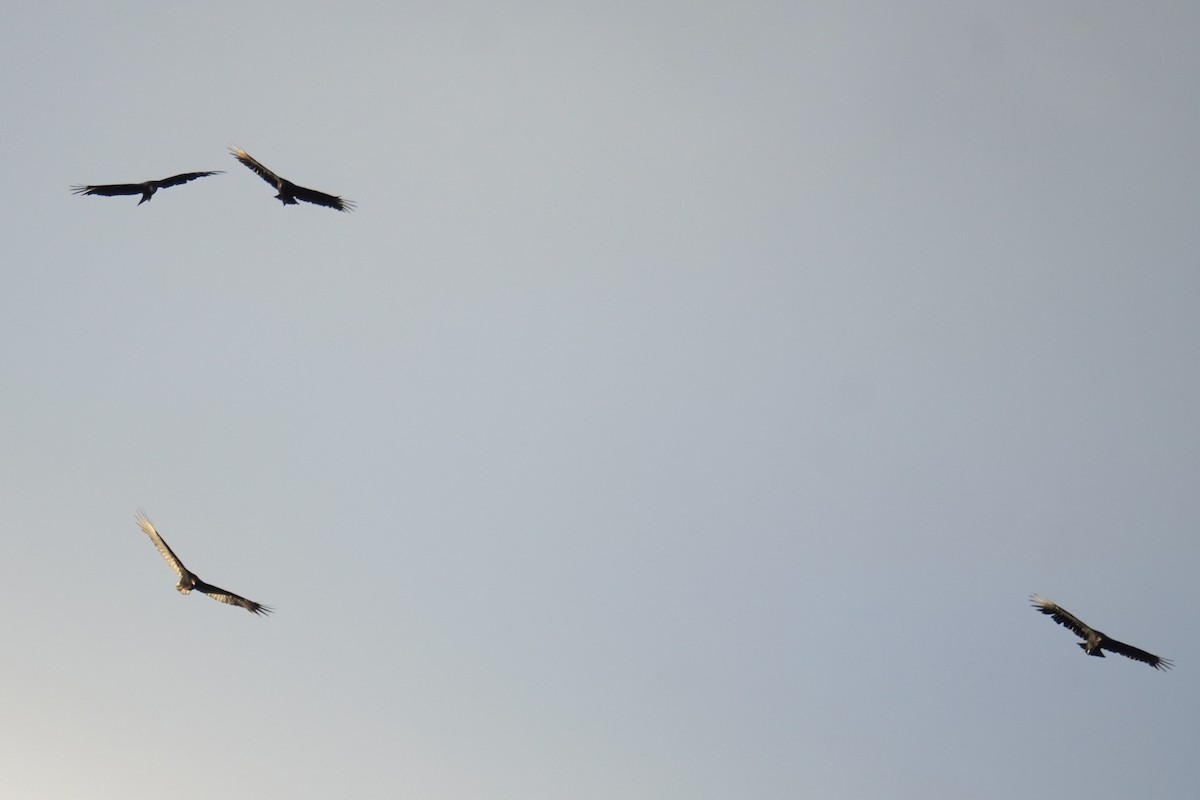 Urubu noir - ML644558280