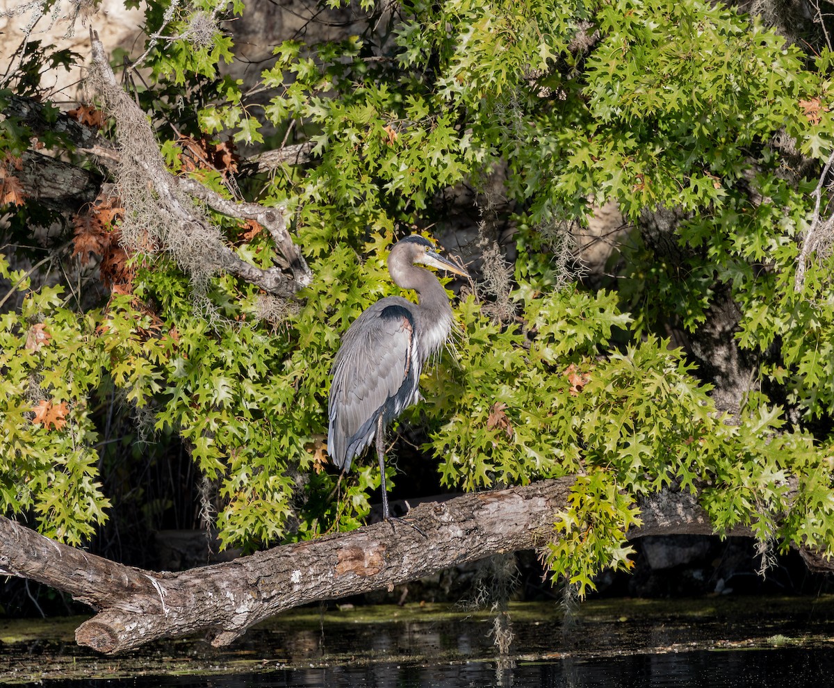 Great Blue Heron - ML644558291