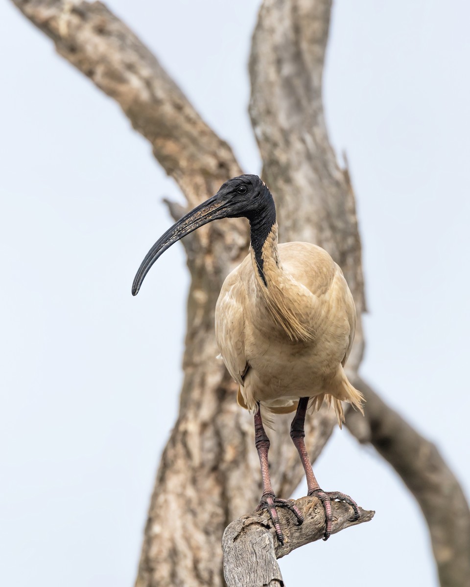 Australian Ibis - ML644558295