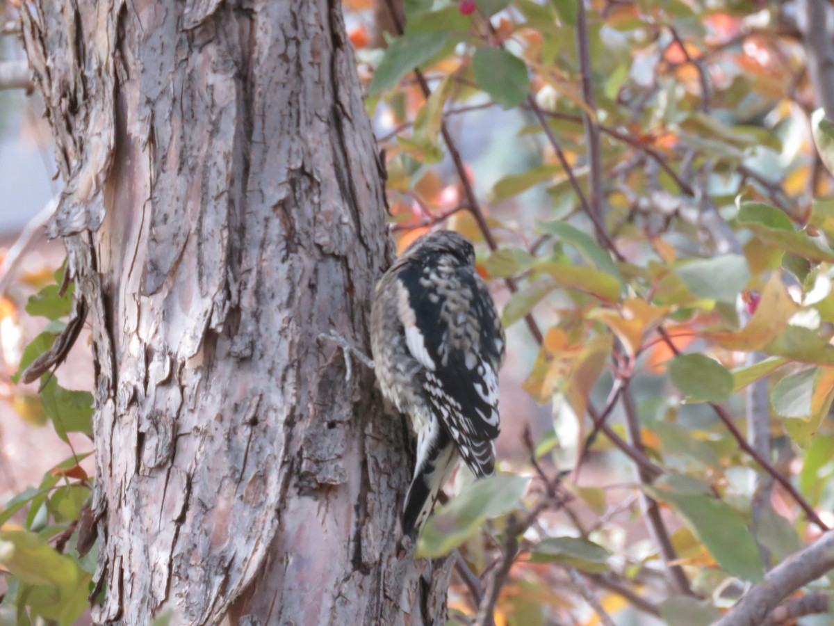 Yellow-bellied Sapsucker - ML644558296