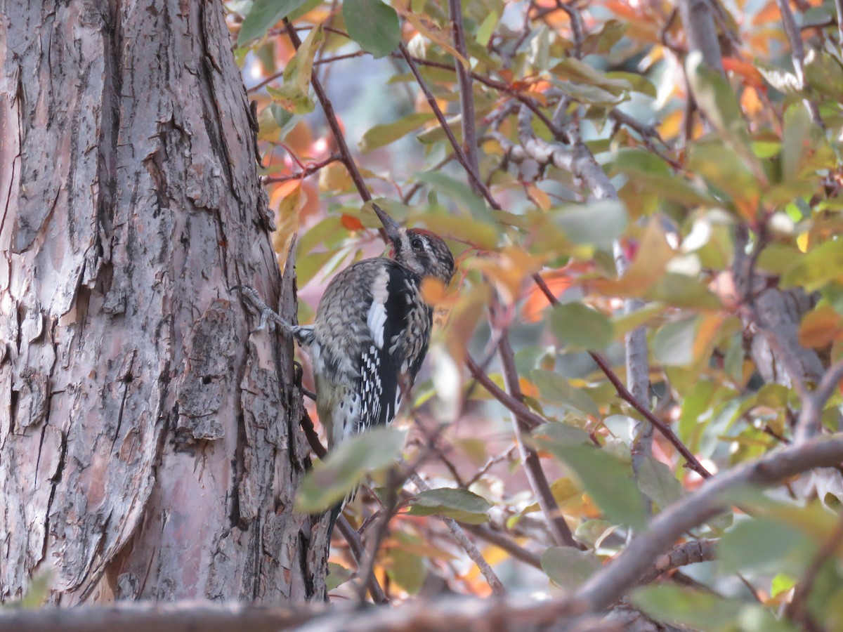Yellow-bellied Sapsucker - ML644558297