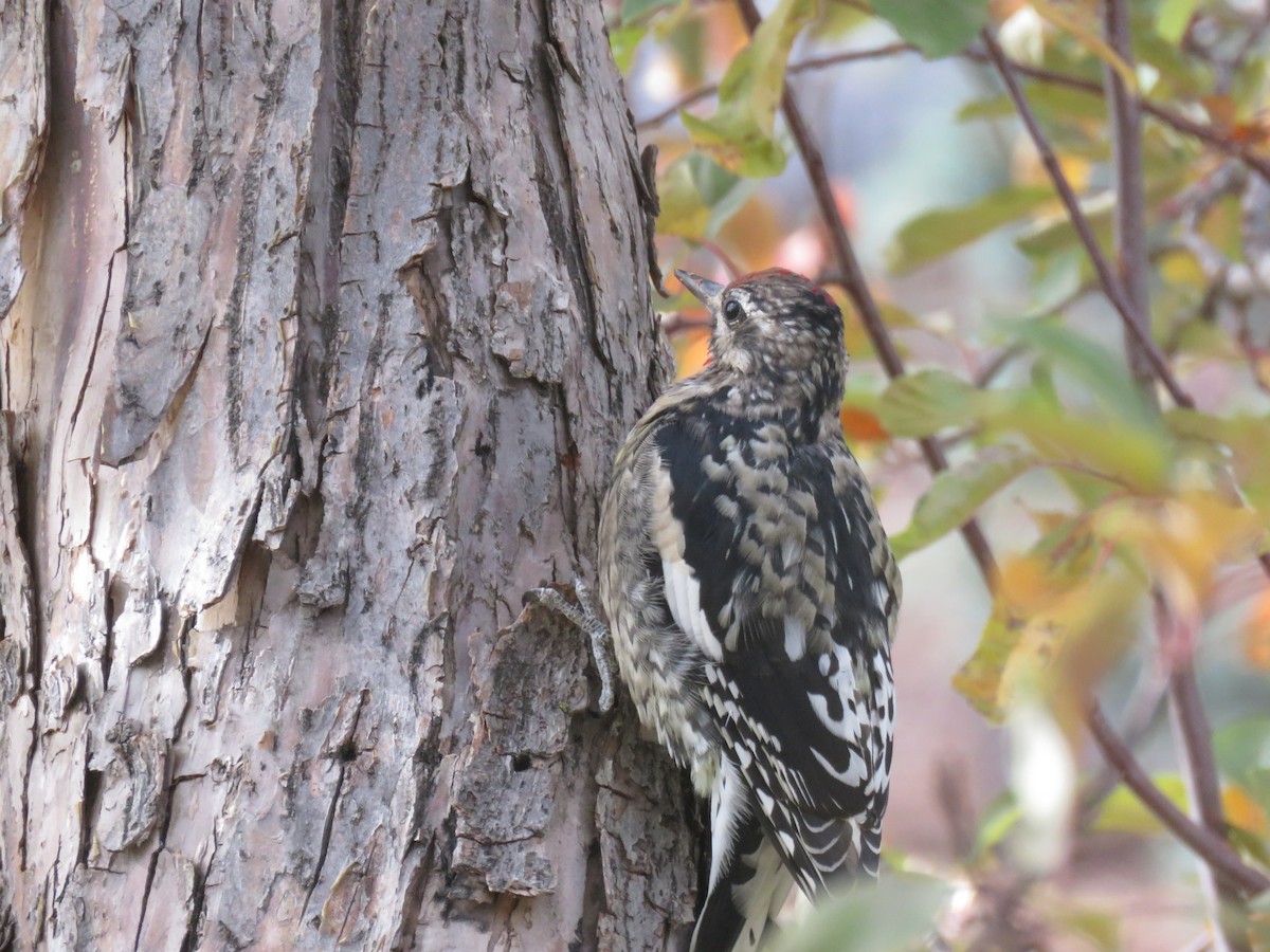 Yellow-bellied Sapsucker - ML644558298