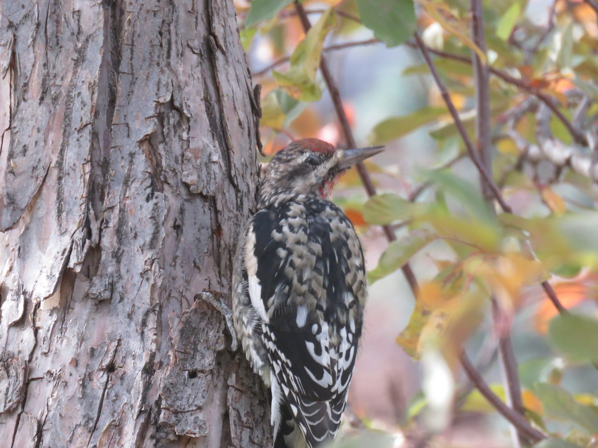 Yellow-bellied Sapsucker - ML644558299