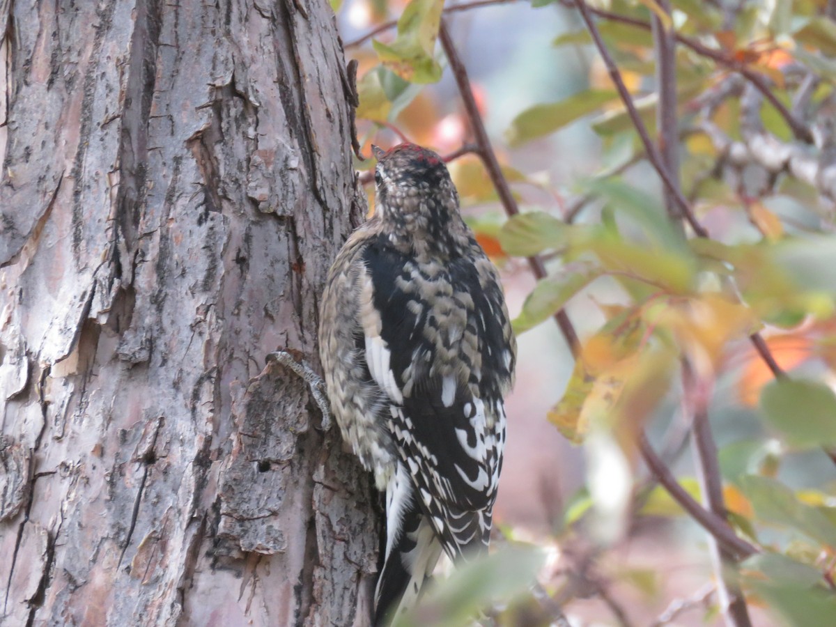 Yellow-bellied Sapsucker - ML644558300