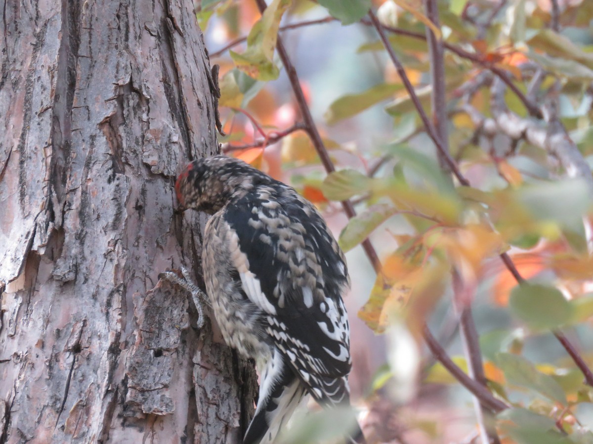 Yellow-bellied Sapsucker - ML644558301