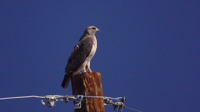 Busardo Colirrojo - ML644558308