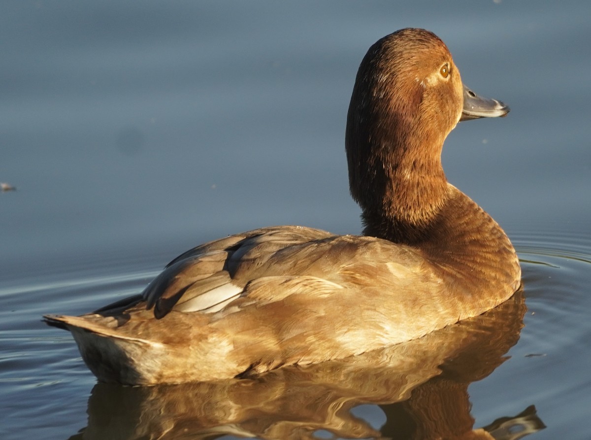 Porrón Americano - ML644558313