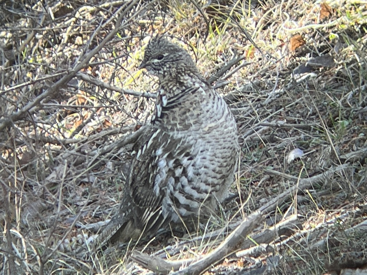 Ruffed Grouse - ML644558314