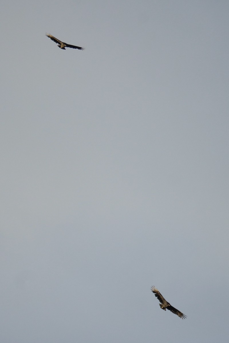 Urubu noir - ML644558320