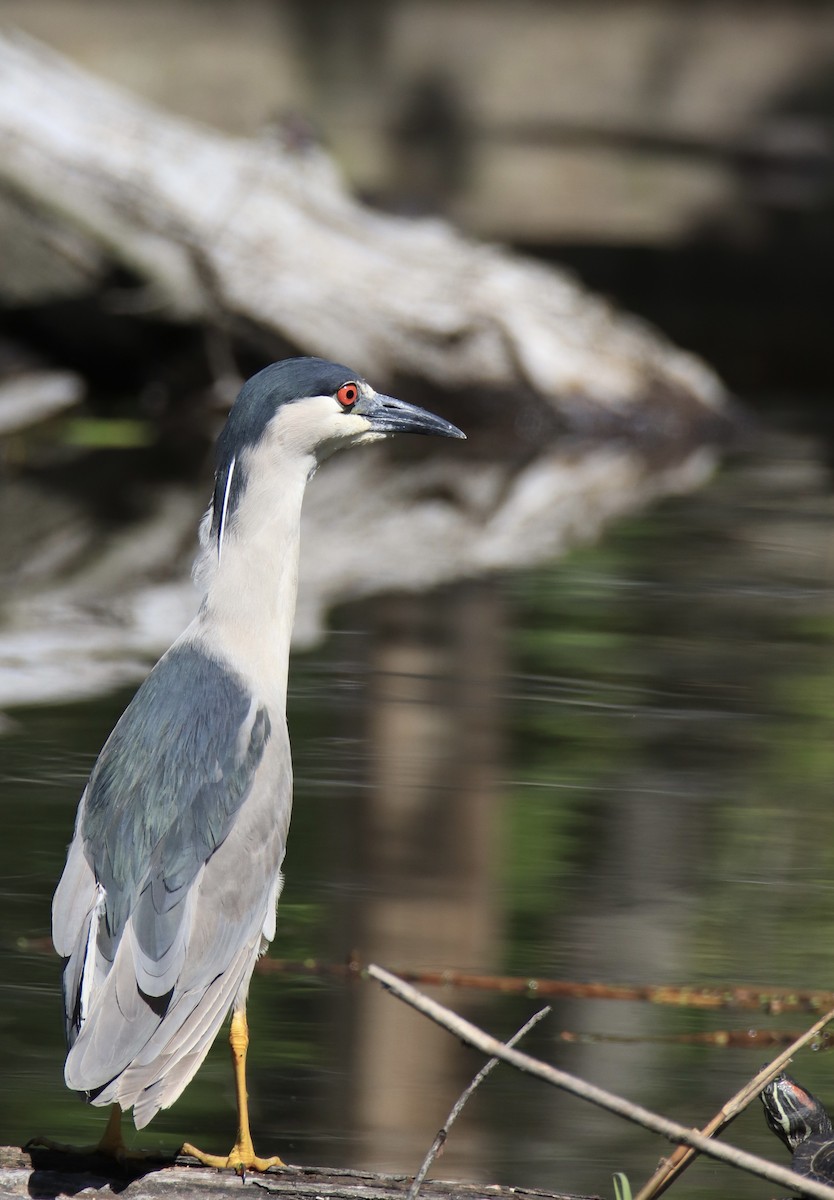 Black-crowned Night Heron - ML644558321
