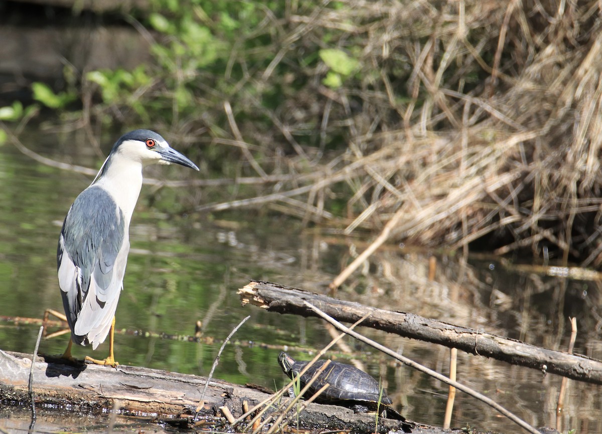 Black-crowned Night Heron - ML644558322