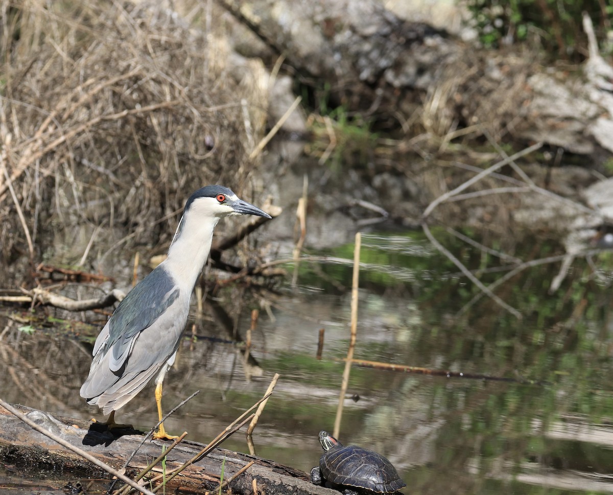 Black-crowned Night Heron - ML644558323