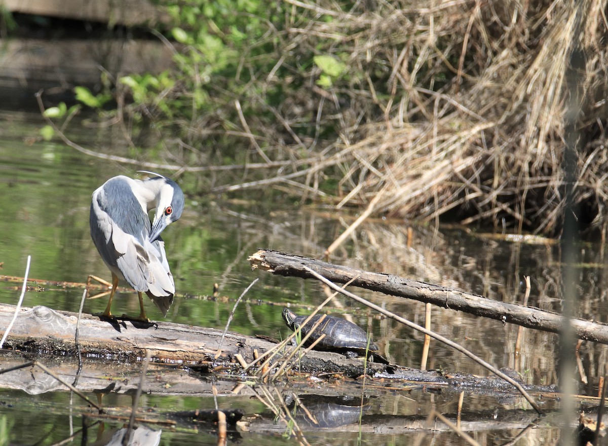 Black-crowned Night Heron - ML644558324