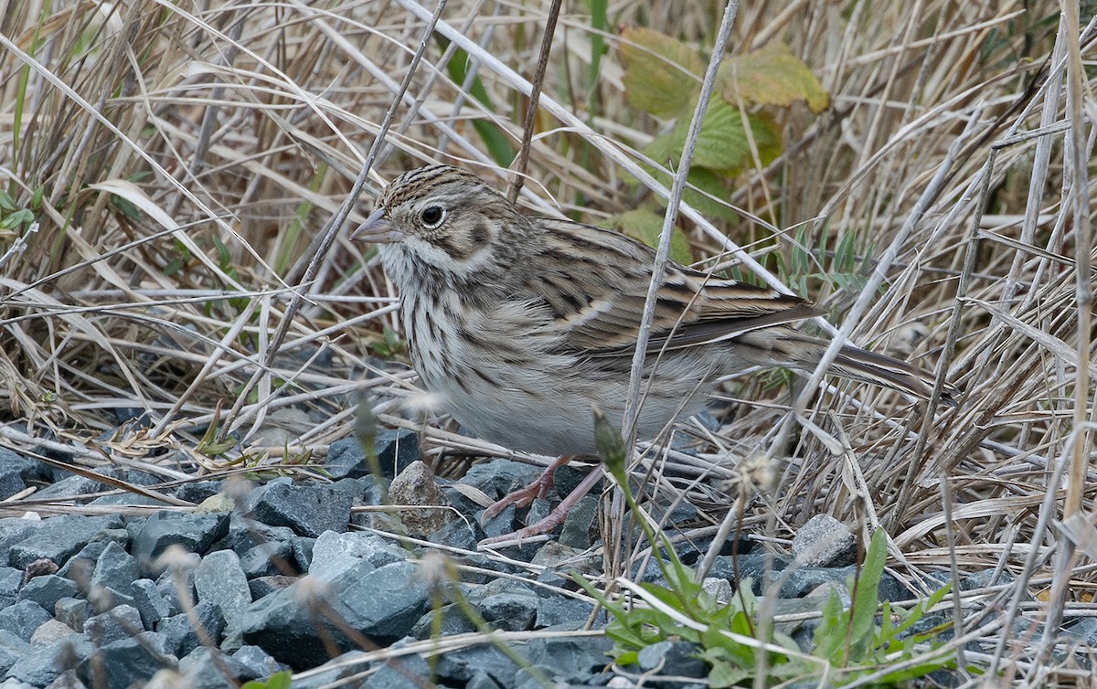 Vesper Sparrow - ML644558325