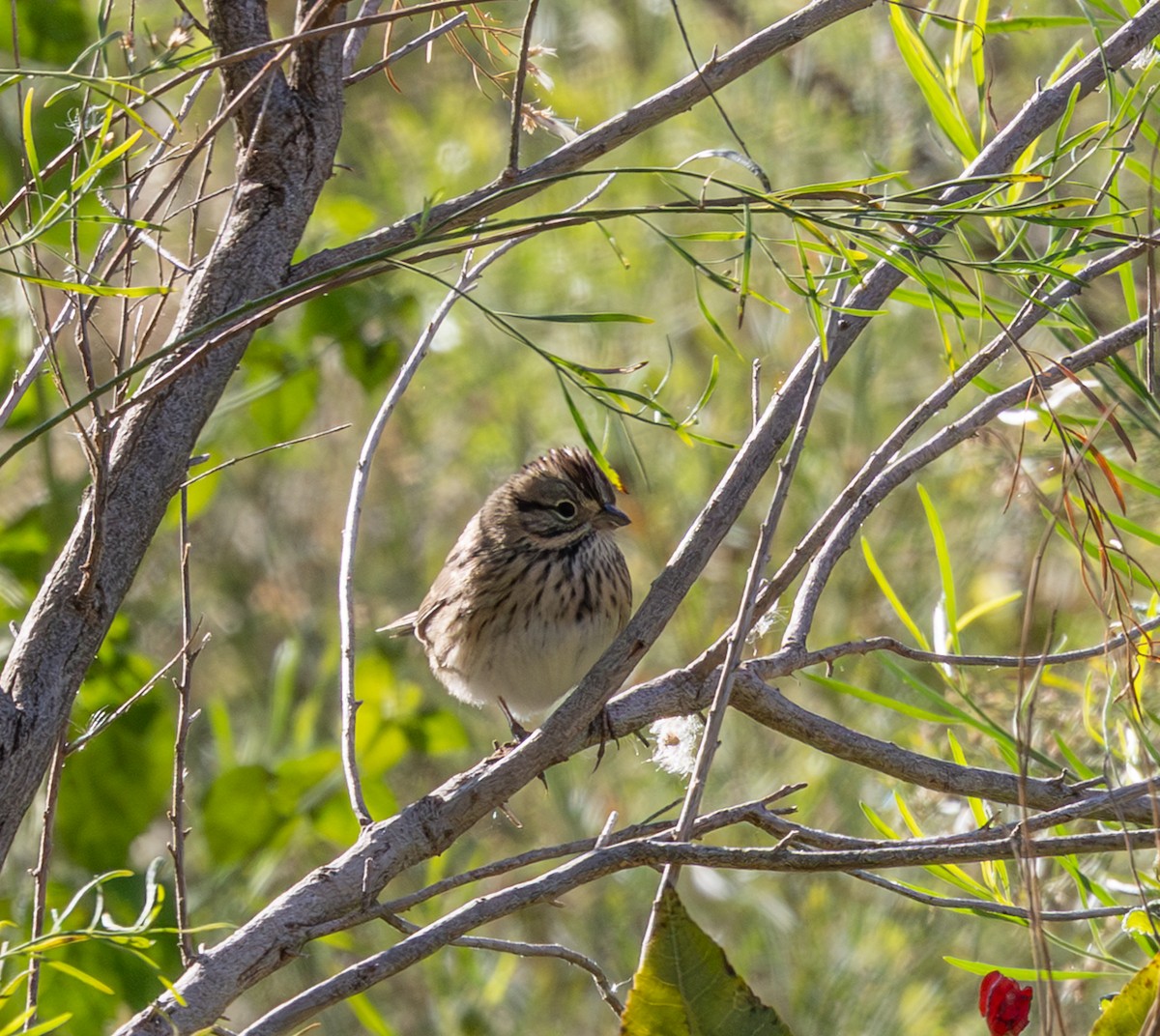 strnadec pruhohlavý - ML644558326