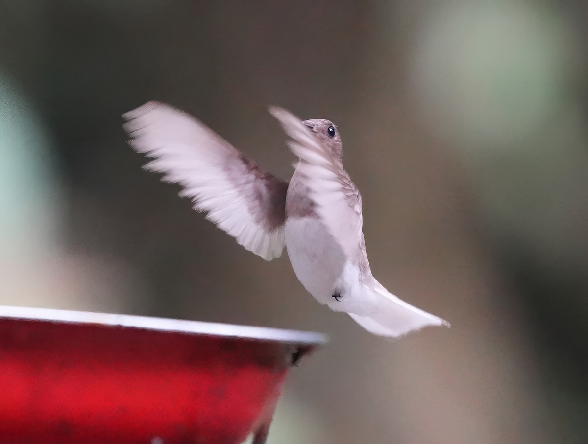 Weißnackenkolibri - ML644558330