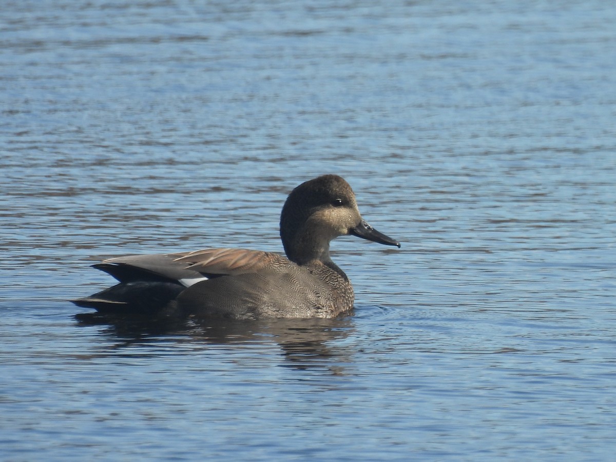 Gadwall - ML644558331