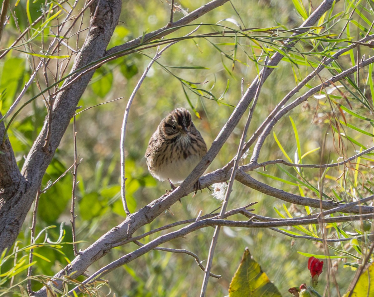 strnadec pruhohlavý - ML644558332