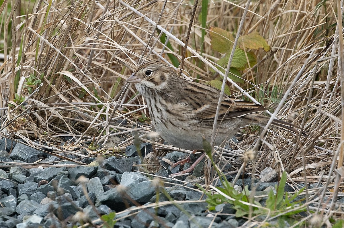 Vesper Sparrow - ML644558341