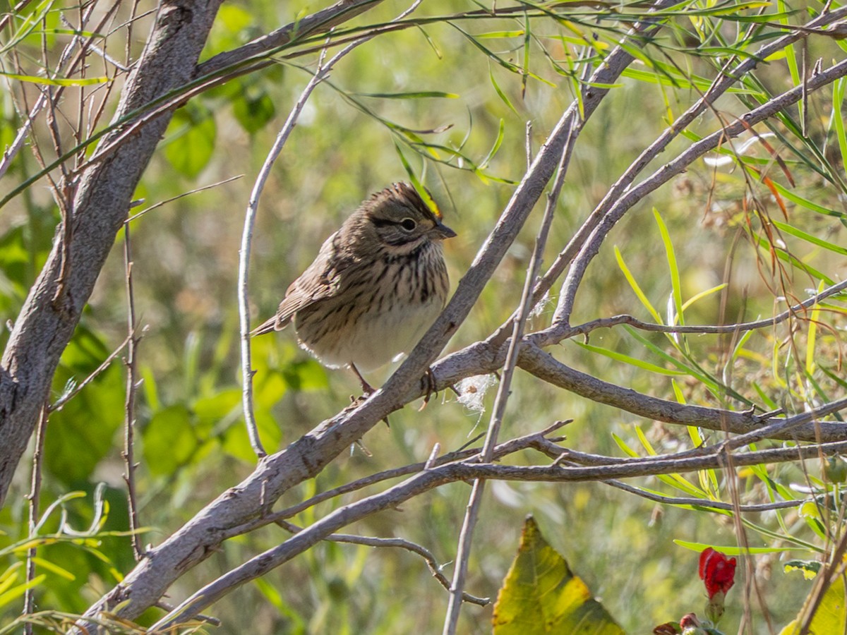 strnadec pruhohlavý - ML644558342