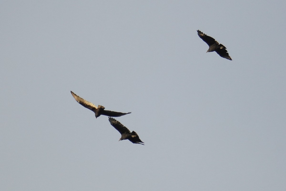 Urubu noir - ML644558345