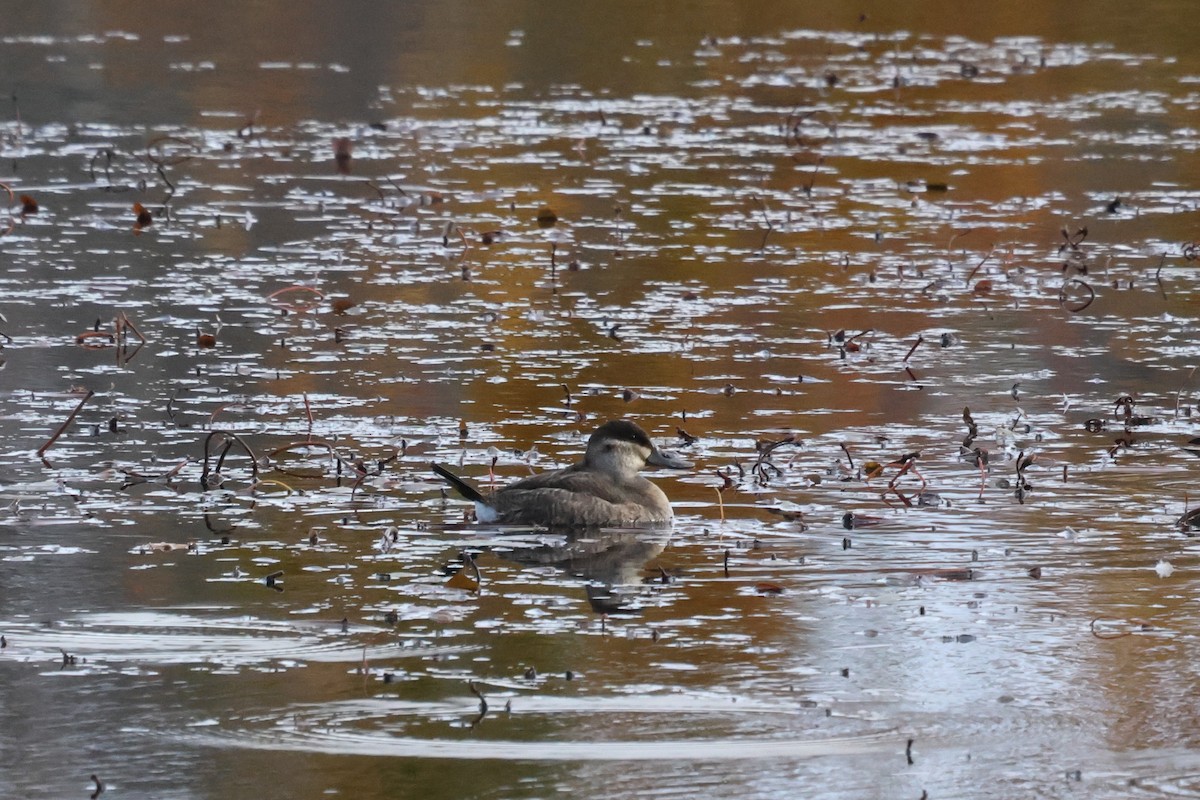 Американская савка - ML644558349