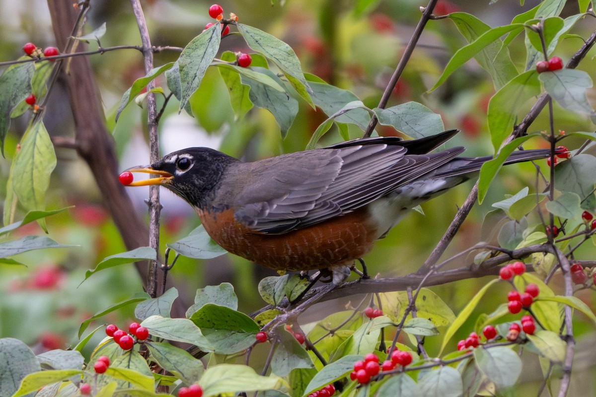 קיכלי נודד - ML644558365