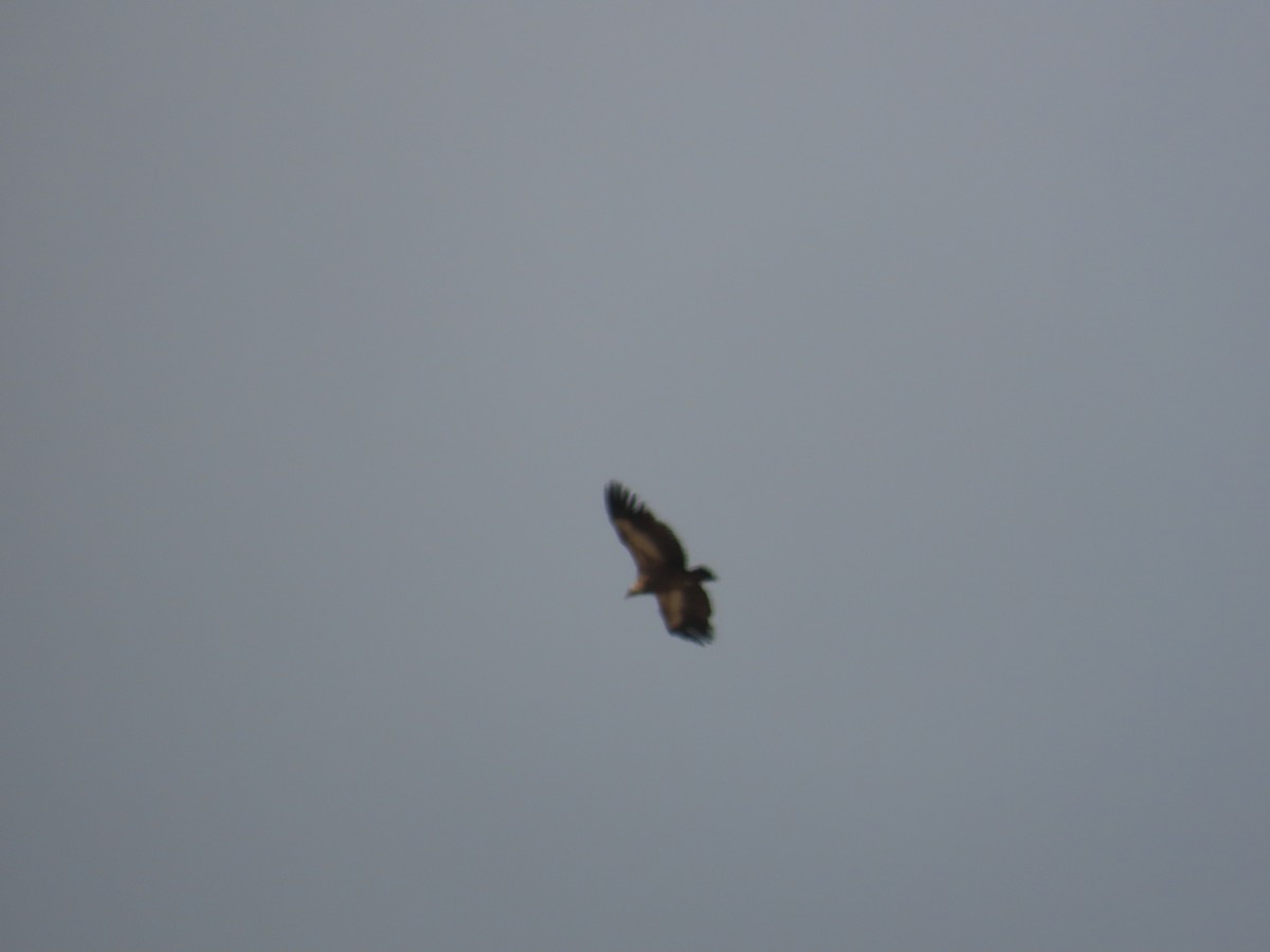 sup himálajský - ML644558367