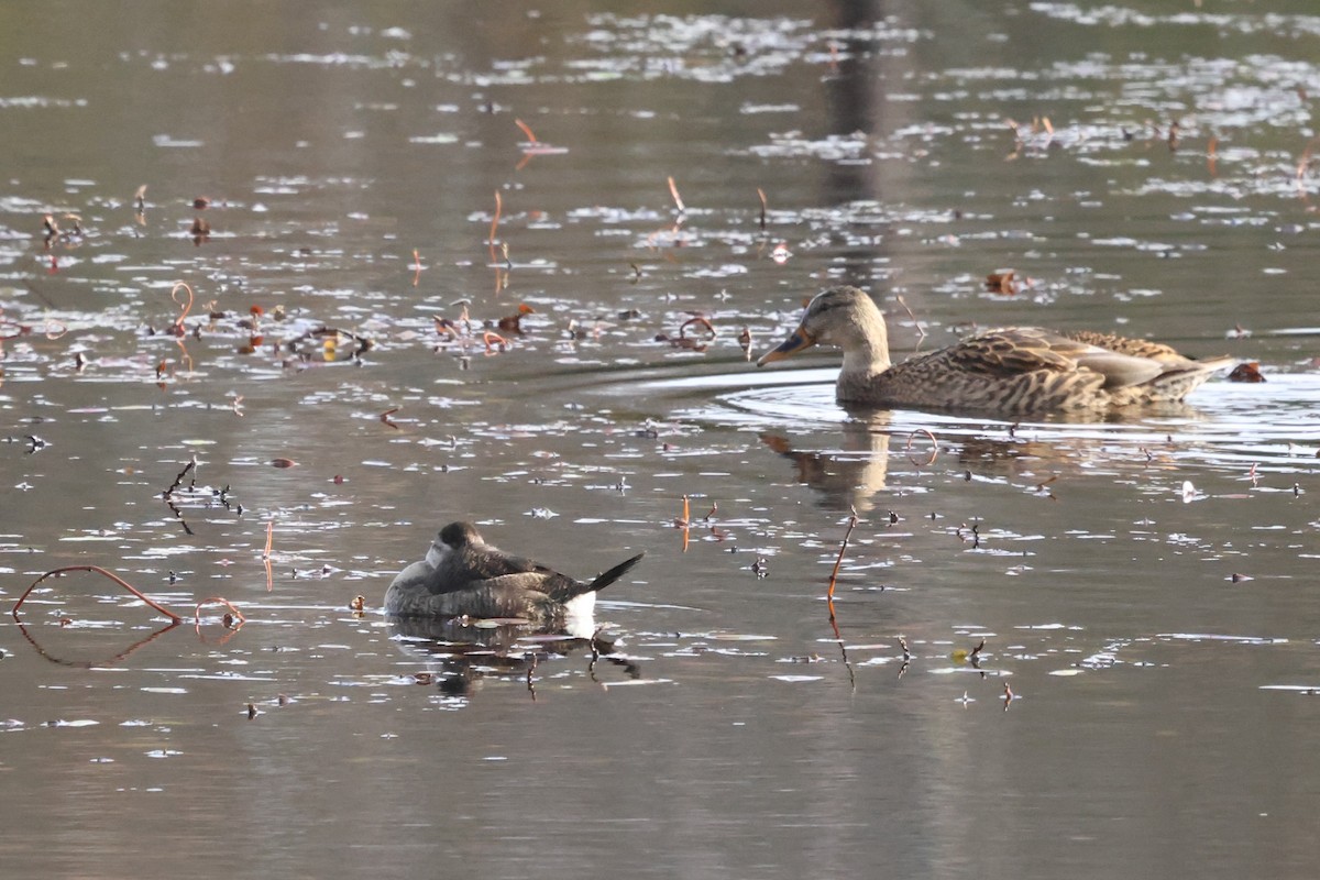 Американская савка - ML644558368